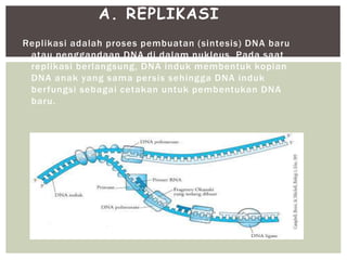 Replikasi adalah proses pembuatan (sintesis) DNA baru
atau penggandaan DNA di dalam nukleus. Pada saat
replikasi berlangsung, DNA induk membentuk kopian
DNA anak yang sama persis sehingga DNA induk
berfungsi sebagai cetakan untuk pembentukan DNA
baru.
A. REPLIKASI
 