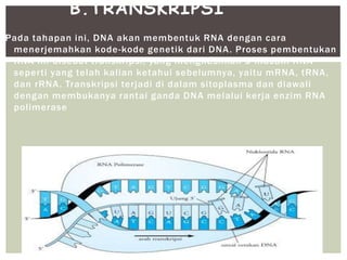 Pada tahapan ini, DNA akan membentuk RNA dengan cara
menerjemahkan kode-kode genetik dari DNA. Proses pembentukan
RNA ini disebut transkripsi, yang menghasilkan 3 macam RNA
seperti yang telah kalian ketahui sebelumnya, yaitu mRNA, tRNA,
dan rRNA. Transkripsi terjadi di dalam sitoplasma dan diawali
dengan membukanya rantai ganda DNA melalui kerja enzim RNA
polimerase
B.TRANSKRIPSI
 