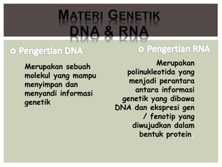 Merupakan sebuah
molekul yang mampu
menyimpan dan
menyandi informasi
genetik
Merupakan
polinukleotida yang
menjadi perantara
antara informasi
genetik yang dibawa
DNA dan ekspresi gen
/ fenotip yang
diwujudkan dalam
bentuk protein.
 