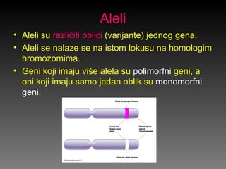 Aleli
• Aleli su različiti oblici (varijante) jednog gena.
• Aleli se nalaze se na istom lokusu na homologim
  hromozomima...
