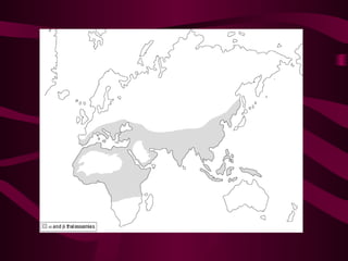 Genetikhastaliksiniflandirma