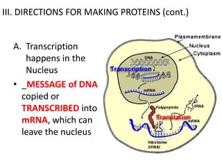 III. DIRECTIONS FOR MAKING PROTEINS (cont.)


  A. Transcription
     happens in the
     Nucleus
  • _MESSAGE of DNA is
    copied or
    TRANSCRIBED into
    mRNA, which can
    leave the nucleus
 