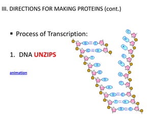 III. DIRECTIONS FOR MAKING PROTEINS (cont.)



   Process of Transcription:

  1. DNA UNZIPS

  animation
 