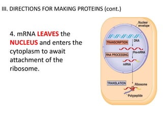 III. DIRECTIONS FOR MAKING PROTEINS (cont.)



  4. mRNA LEAVES the
  NUCLEUS and enters the
  cytoplasm to await
  attachment of the
  ribosome.
 