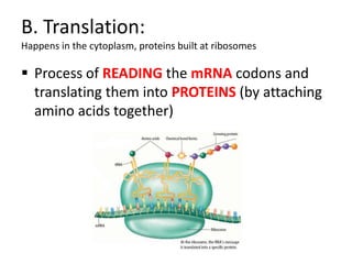 B. Translation:
Happens in the cytoplasm, proteins built at ribosomes

 Process of READING the mRNA codons and
  translating them into PROTEINS (by attaching
  amino acids together)
 