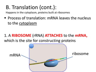 B. Translation (cont.):
Happens in the cytoplasm, proteins built at ribosomes

 Process of translation: mRNA leaves the nucleus
  to the cytoplasm

1. A RIBOSOME (rRNA) ATTACHES to the mRNA,
which is the site for constructing proteins


   mRNA                                                 ribosome
 