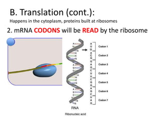 B. Translation (cont.):
Happens in the cytoplasm, proteins built at ribosomes

2. mRNA CODONS will be READ by the ribosome
 