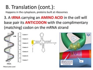 B. Translation (cont.):
Happens in the cytoplasm, proteins built at ribosomes

3. A tRNA carrying an AMINO ACID in the cell will
base pair its ANTICODON with the complimentary
(matching) codon on the mRNA strand
 