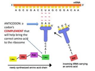 ANTICODON: a
codon’s
COMPLEMENT that
will help bring the
correct amino acid
to the ribosome
 