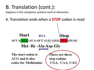 B. Translation (cont.):
Happens in the cytoplasm, proteins built at ribosomes

4. Translation ends when a STOP codon is read
 