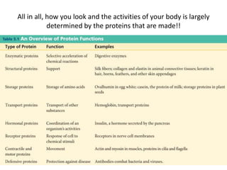 All in all, how you look and the activities of your body is largely
            determined by the proteins that are made!!
 