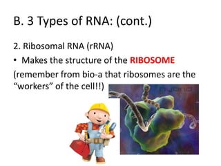 B. 3 Types of RNA: (cont.)
2. Ribosomal RNA (rRNA)
• Makes the structure of the RIBOSOME
(remember from bio-a that ribosomes are the
“workers” of the cell!!)
 