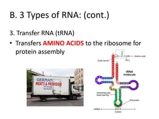 B. 3 Types of RNA: (cont.)
3. Transfer RNA (tRNA)
• Transfers AMINO ACIDS to the ribosome for
  protein assembly
 