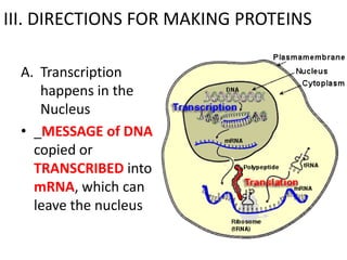 III. DIRECTIONS FOR MAKING PROTEINS

 A. Transcription
    happens in the
    Nucleus
 • _MESSAGE of DNA is
   copied or
   TRANSCRIBED into
   mRNA, which can
   leave the nucleus
 