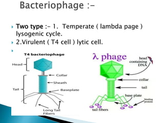  Two type :- 1. Temperate ( lambda page )
lysogenic cycle.
 2.Virulent ( T4 cell ) lytic cell.

 