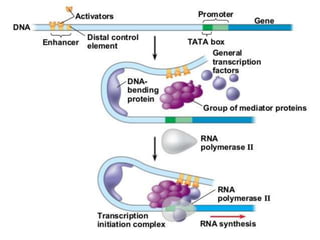 Gene transcription and co transcriptional modification | PPTX