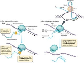 Gene transcription and co transcriptional modification | PPTX