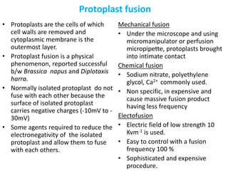 Protoplast fusion
• Protoplasts are the cells of which
cell walls are removed and
cytoplasmic membrane is the
outermost layer.
• Protoplast fusion is a physical
phenomenon, reported successful
b/w Brassica napus and Diplotaxis
harra.
• Normally isolated protoplast do not
fuse with each other because the
surface of isolated protoplast
carries negative charges (-10mV to -
30mV)
• Some agents required to reduce the
electronegativity of the isolated
protoplast and allow them to fuse
with each others.
Mechanical fusion
• Under the microscope and using
micromanipulator or perfusion
micropipette, protoplasts brought
into intimate contact
Chemical fusion
• Sodium nitrate, polyethylene
glycol, Ca2+ commonly used.
• Non specific, in expensive and
cause massive fusion product
having less frequency
Electofusion
• Electric field of low strength 10
Kvm-1 is used.
• Easy to control with a fusion
frequency 100 %
• Sophisticated and expensive
procedure.
 
