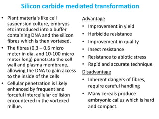 • Plant materials like cell
suspension culture, embryos
etc introduced into a buffer
containing DNA and the silicon
fibres which is then vortexed.
• The fibres (0.3 – 0.6 micro
meter in dia. and 10-100 micro
meter long) penetrate the cell
wall and plasma membrane,
allowing the DNA to gain access
to the inside of the cells
• Cellular penetration is likely
enhanced by frequent and
forceful intercellular collision
encountered in the vortexed
millue.
Advantage
• Improvement in yield
• Herbicide resistance
• Improvement in quality
• Insect resistance
• Resistance to abiotic stress
• Rapid and accurate technique
Disadvantage
• Inherent dangers of fibres,
require careful handling
• Many cereals produce
embryonic callus which is hard
and compact.
Silicon carbide mediated transformation
 
