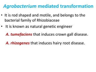 Agrobacterium mediated transformation
• It is rod shaped and motile, and belongs to the
bacterial family of Rhizobiaceae
• It is known as natural genetic engineer
A. tumefaciens that induces crown gall disease.
A. rhizogenes that induces hairy root disease.
 