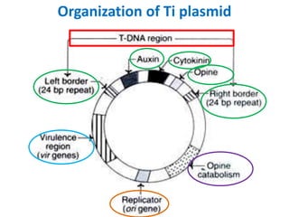 Organization of Ti plasmid
 