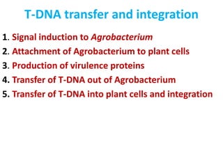 T-DNA transfer and integration
1. Signal induction to Agrobacterium
2. Attachment of Agrobacterium to plant cells
3. Production of virulence proteins
4. Transfer of T-DNA out of Agrobacterium
5. Transfer of T-DNA into plant cells and integration
 