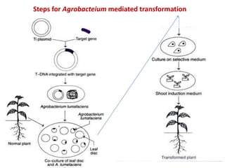 Steps for Agrobacteium mediated transformation
 