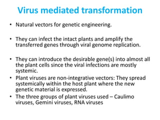 Virus mediated transformation
• Natural vectors for genetic engineering.
• They can infect the intact plants and amplify the
transferred genes through viral genome replication.
• They can introduce the desirable gene(s) into almost all
the plant cells since the viral infections are mostly
systemic.
• Plant viruses are non-integrative vectors: They spread
systemically within the host plant where the new
genetic material is expressed.
• The three groups of plant viruses used – Caulimo
viruses, Gemini viruses, RNA viruses
 