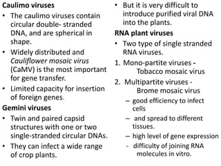 Caulimo viruses
• The caulimo viruses contain
circular double- stranded
DNA, and are spherical in
shape.
• Widely distributed and
Cauliflower mosaic virus
(CaMV) is the most important
for gene transfer.
• Limited capacity for insertion
of foreign genes.
Gemini viruses
• Twin and paired capsid
structures with one or two
single-stranded circular DNAs.
• They can infect a wide range
of crop plants.
• But it is very difficult to
introduce purified viral DNA
into the plants.
RNA plant viruses
• Two type of single stranded
RNA viruses.
1. Mono-partite viruses -
Tobacco mosaic virus
2. Multipartite viruses -
Brome mosaic virus
– good efficiency to infect
cells
– and spread to different
tissues.
– high level of gene expression
- difficulty of joining RNA
molecules in vitro.
 