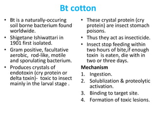 Bt cotton
• Bt is a naturally-occuring
soil borne bacterium found
worldwide.
• Shigetane Ishiwattari in
1901 first isolated.
• Gram positive, facultative
aerobic, rod-like, motile
and sporulating bacterium.
• Produces crystals of
endotoxin (cry protein or
delta toxin)- toxic to insect
mainly in the larval stage .
• These crystal protein (cry
protein) are insect stomach
poisons.
• Thus they act as insecticide.
• Insect stop feeding within
two hours of bite,if enough
toxin is eaten, die with in
two or three days.
Mechanism
1. Ingestion.
2. Solublization & proteolytic
activation.
3. Binding to target site.
4. Formation of toxic lesions.
 