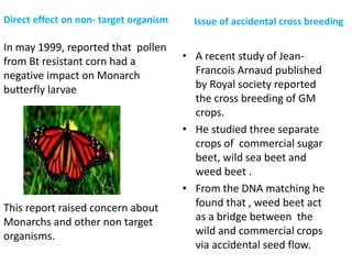 Direct effect on non- target organism
In may 1999, reported that pollen
from Bt resistant corn had a
negative impact on Monarch
butterfly larvae
This report raised concern about
Monarchs and other non target
organisms.
Issue of accidental cross breeding
• A recent study of Jean-
Francois Arnaud published
by Royal society reported
the cross breeding of GM
crops.
• He studied three separate
crops of commercial sugar
beet, wild sea beet and
weed beet .
• From the DNA matching he
found that , weed beet act
as a bridge between the
wild and commercial crops
via accidental seed flow.
 