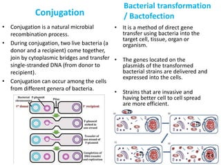 Conjugation
• Conjugation is a natural microbial
recombination process.
• During conjugation, two live bacteria (a
donor and a recipient) come together,
join by cytoplasmic bridges and transfer
single-stranded DNA (from donor to
recipient).
• Conjugation can occur among the cells
from different genera of bacteria.
Bacterial transformation
/ Bactofection
• It is a method of direct gene
transfer using bacteria into the
target cell, tissue, organ or
organism.
• The genes located on the
plasmids of the transformed
bacterial strains are delivered and
expressed into the cells.
• Strains that are invasive and
having better cell to cell spread
are more efficient.
 
