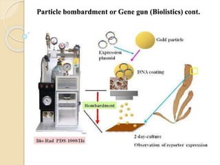 Particle bombardment or Gene gun (Biolistics) cont.
 