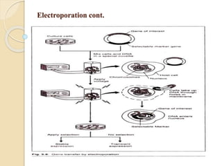 Electroporation cont.
 