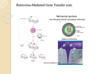 Retrovirus-Mediated Gene Transfer cont.
 