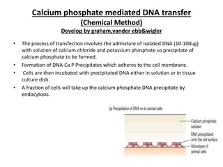 Calcium phosphate mediated DNA transfer
(Chemical Method)
Develop by graham,vander ebb&wigler
• The process of transfection involves the admixture of isolated DNA (10-100ug)
with solution of calcium chloride and potassium phosphate so precipitate of
calcium phosphate to be formed.
• Formation of DNA-Ca P Precipitates which adheres to the cell membrane.
• Cells are then incubated with precipitated DNA either in solution or in tissue
culture dish.
• A fraction of cells will take up the calcium phosphate DNA precipitate by
endocytosis.
 