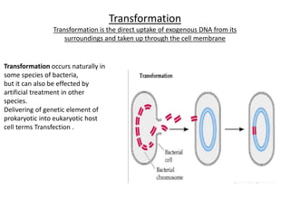 Transformation
Transformation is the direct uptake of exogenous DNA from its
surroundings and taken up through the cell membrane
Transformation occurs naturally in
some species of bacteria,
but it can also be effected by
artificial treatment in other
species.
Delivering of genetic element of
prokaryotic into eukaryotic host
cell terms Transfection .
 