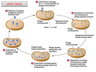 LYTIC CYCLE
 