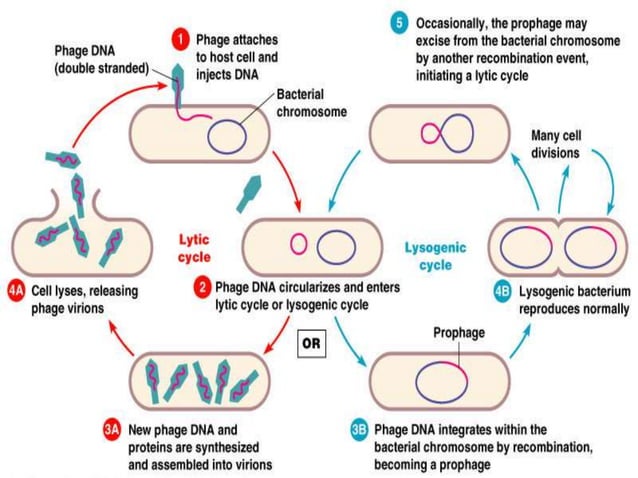 Gene transfer in bacteria