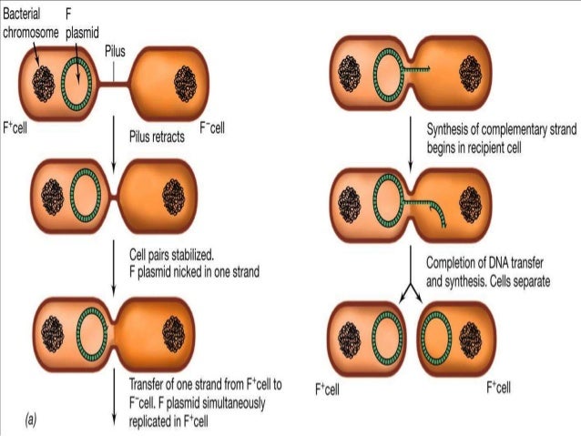 Gene transfer in bacteria
