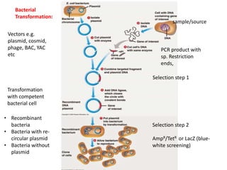 Vectors e.g.
plasmid, cosmid,
phage, BAC, YAC
etc
sample/source
PCR product with
sp. Restriction
ends,
Bacterial
Transformation:
Selection step 1
Selection step 2
AmpR/TetR or LacZ (blue-
white screening)
• Recombinant
bacteria
• Bacteria with re-
circular plasmid
• Bacteria without
plasmid
Transformation
with competent
bacterial cell
 