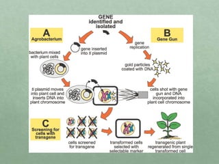 Gene transfer in plants | PPTX