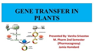 GENE TRANSFER IN
PLANTS
Presented By: Varsha Srivastav
M. Pharm 2nd Semester
(Pharmacognosy)
Jamia Hamdard
 