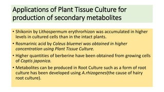 Applications of Plant Tissue Culture for
production of secondary metabolites
• Shikonin by Lithospermum erythrorhizon was accumulated in higher
levels in cultured cells than in the intact plants.
• Rosmarinic acid by Coleus bluemei was obtained in higher
concentration using Plant Tissue Culture.
• Higher quantities of berberine have been obtained from growing cells
of Coptis japonica.
• Metabolites can be produced in Root Culture such as a form of root
culture has been developed using A.rhizogenes(the cause of hairy
root culture).
 