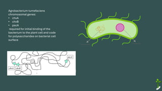 Agrobacterium tumefaciens
chromosomal genes:
• chvA
• chvB
• pscA
required for initial binding of the
bacterium to the plant cell and code
for polysaccharides on bacterial cell
surface
 