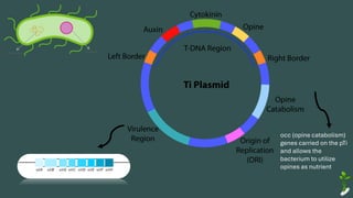 occ (opine catabolism)
genes carried on the pTi
and allows the
bacterium to utilize
opines as nutrient
 