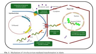 1.bacterial
colonization
2.Induction of bacterial
virulence system
3.Generation of T-DNA
transfer complex
4.Transfer of T-
DNA 5.Integration of T-DNA
into the plant genome
 