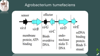 Agrobacterium tumefaciens
 