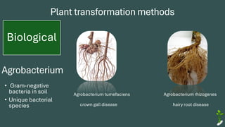 Plant transformation methods
Biological
Agrobacterium
Agrobacterium tumefaciens Agrobacterium rhizogenes
• Gram-negative
bacteria in soil
• Unique bacterial
species crown gall disease hairy root disease
 