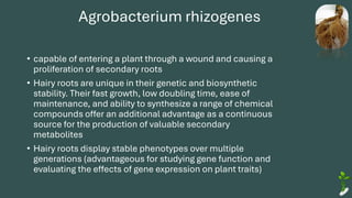 Agrobacterium rhizogenes
• capable of entering a plant through a wound and causing a
proliferation of secondary roots
• Hairy roots are unique in their genetic and biosynthetic
stability. Their fast growth, low doubling time, ease of
maintenance, and ability to synthesize a range of chemical
compounds offer an additional advantage as a continuous
source for the production of valuable secondary
metabolites
• Hairy roots display stable phenotypes over multiple
generations (advantageous for studying gene function and
evaluating the effects of gene expression on plant traits)
 